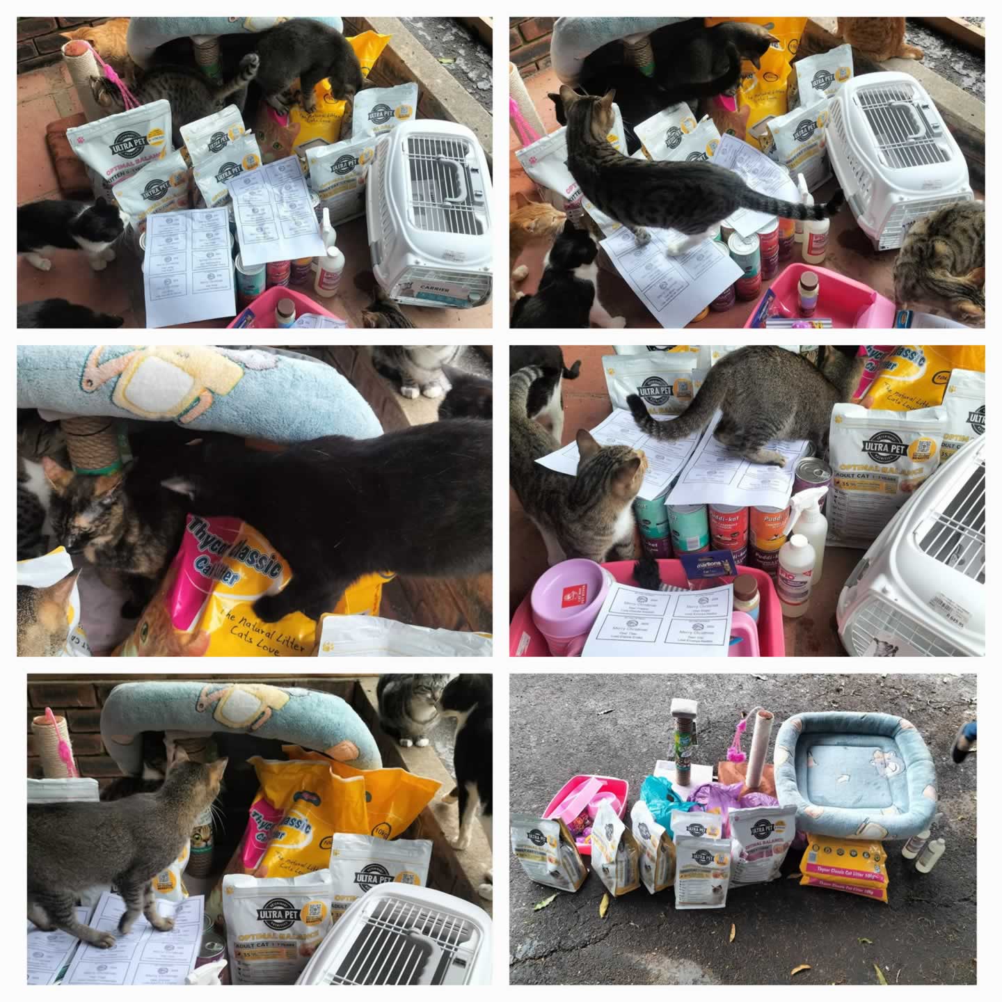 Mc Kitty Cat Rescue